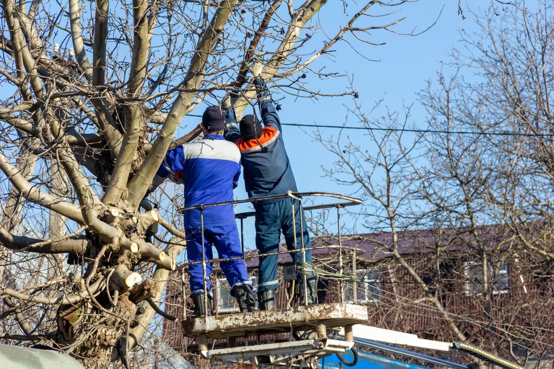 An image of Tree Surgeon Company in Richmond ENG