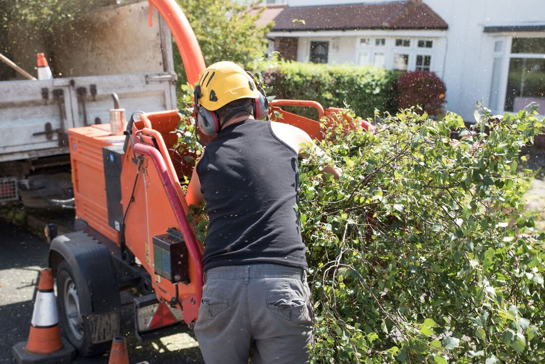 An image of Tree Removal Services in Richmond ENG
