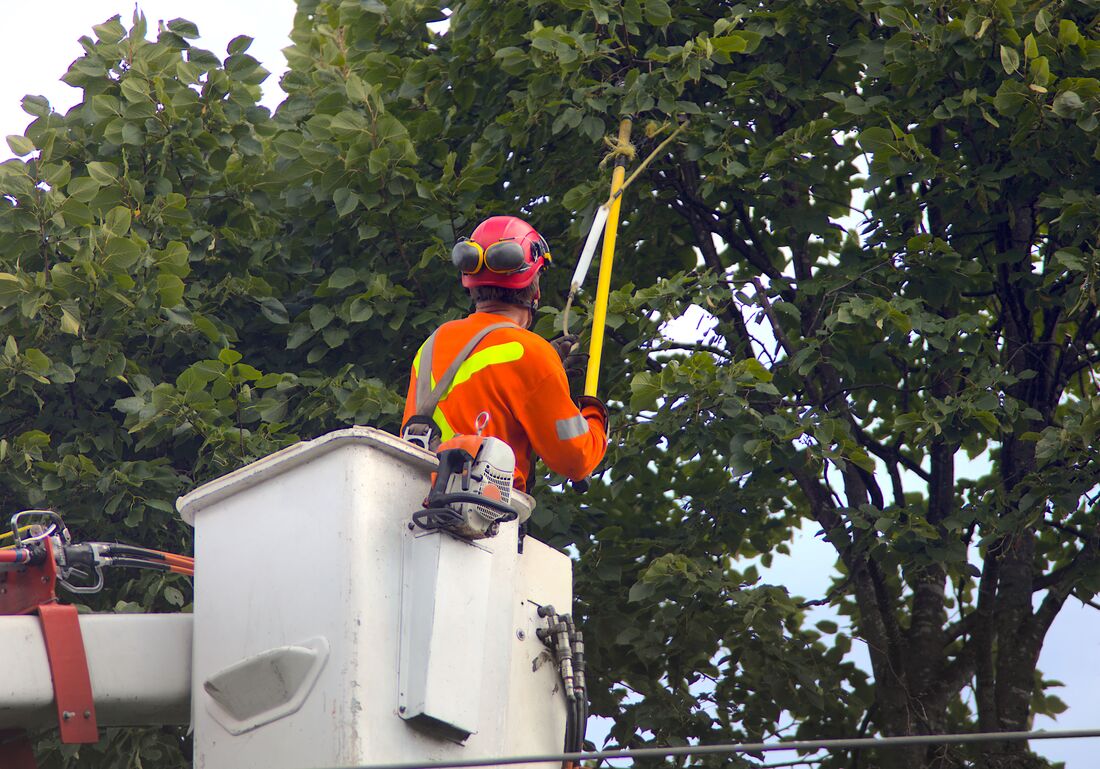 An image of Tree Trimming Services in Richmond ENG