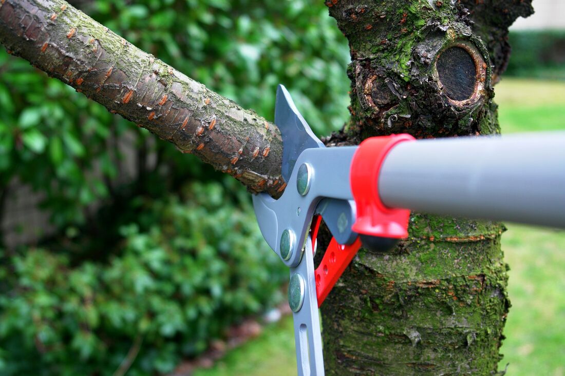 An image of An image of Tree Trimming Services in Richmond ENG