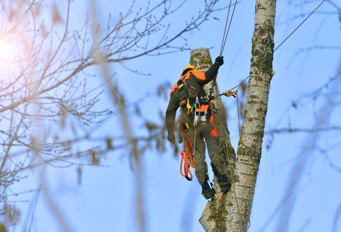 An image of Tree Surgeon Services in Richmond ENG