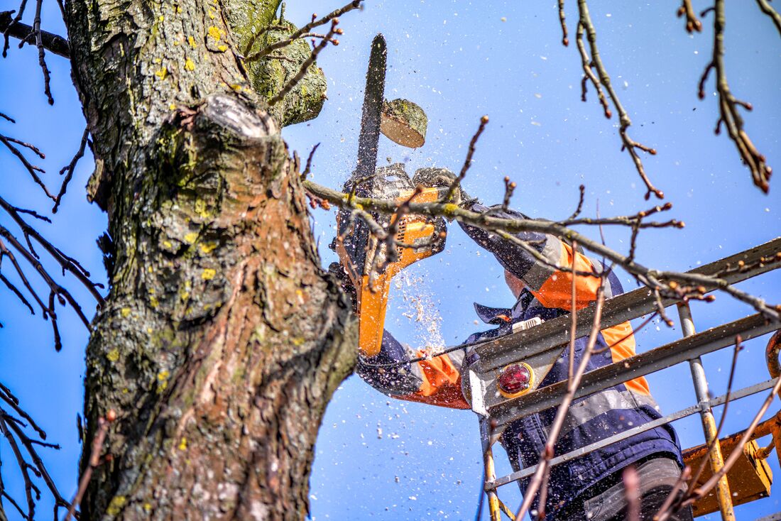 An image of Tree Trimming in Richmond ENG